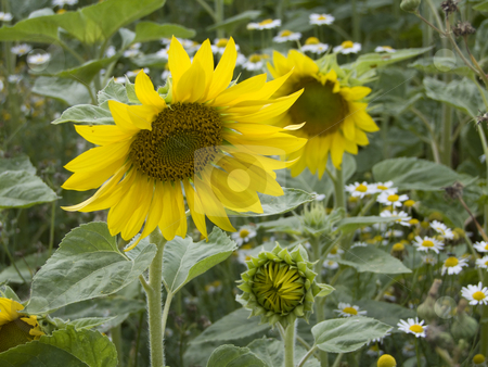To use this stock image in your creative project, please select the size you need over to the right and click the "Add to Cart" button.
Your downloaded image will come with the Cutcaster watermark removed so don’t worry about the watermark you see on this page. Sunflower stock photo, Sunflower - grown on a field by Birgit Reitz-Hofmann