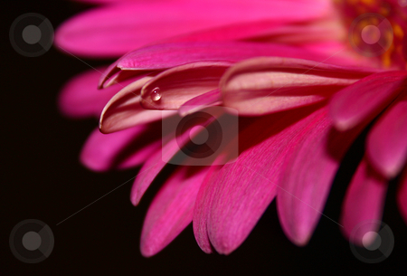 To use this stock image in your creative project, please select the size you need over to the right and click the "Add to Cart" button.
Your downloaded image will come with the Cutcaster watermark removed so don’t worry about the watermark you see on this page. Pink flower with water droplet stock photo, by MWilkinson Photography