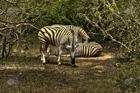 To use this stock image in your creative project, please select the size you need over to the right and click the "Add to Cart" button.
Your downloaded image will come with the Cutcaster watermark removed so don’t worry about the watermark you see on this page. Zebra staring stock photo, Couple of zebras, one of them staring directly at the camera by Damir Franusic