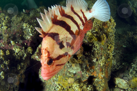 To use this stock image in your creative project, please select the size you need over to the right and click the "Add to Cart" button.
Your downloaded image will come with the Cutcaster watermark removed so don’t worry about the watermark you see on this page. Tiger Rock Fish 2 stock photo, by Greg Amptman