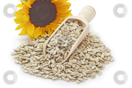To use this stock image in your creative project, please select the size you need over to the right and click the "Add to Cart" button.
Your downloaded image will come with the Cutcaster watermark removed so don’t worry about the watermark you see on this page. Sunflower seeds stock photo, Sunflower seeds on a bright background by Birgit Reitz-Hofmann