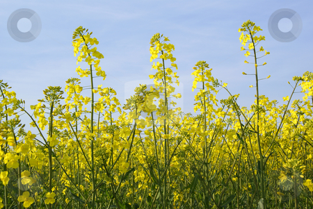 To use this stock image in your creative project, please select the size you need over to the right and click the "Add to Cart" button.
Your downloaded image will come with the Cutcaster watermark removed so don’t worry about the watermark you see on this page. Rape stock photo, Field full of bloomed yellow rape flowers by Jolanta Dabrowska