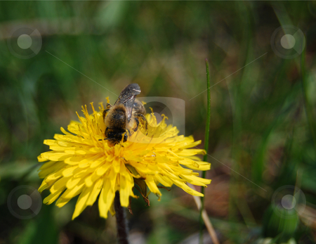 To use this stock image in your creative project, please select the size you need over to the right and click the "Add to Cart" button.
Your downloaded image will come with the Cutcaster watermark removed so don’t worry about the watermark you see on this page. Bee on dandelion stock photo, Bee gathering nectar on dandelion flower by Leyla Akhundova