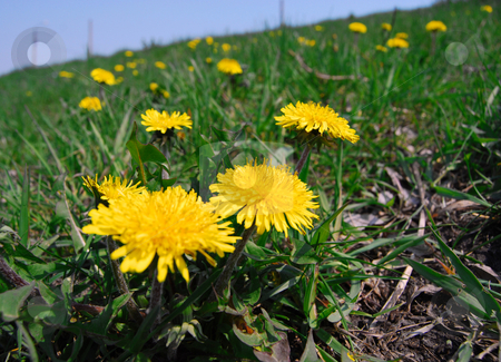 To use this stock image in your creative project, please select the size you need over to the right and click the "Add to Cart" button.
Your downloaded image will come with the Cutcaster watermark removed so don’t worry about the watermark you see on this page. Dandelions in grass stock photo, Yellow flower of dandelion in blossom against horizon by Leyla Akhundova