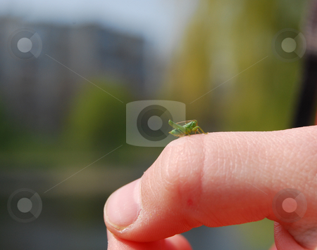 To use this stock image in your creative project, please select the size you need over to the right and click the "Add to Cart" button.
Your downloaded image will come with the Cutcaster watermark removed so don’t worry about the watermark you see on this page. Newborn grasshopper stock photo, Green baby grasshopper sitting on the kid's finger by Leyla Akhundova