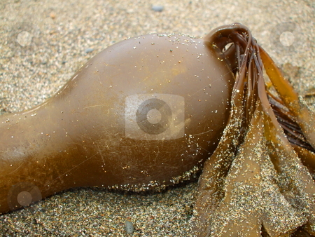 To use this stock image in your creative project, please select the size you need over to the right and click the "Add to Cart" button.
Your downloaded image will come with the Cutcaster watermark removed so don’t worry about the watermark you see on this page. Sea Kelp stock photo, by Michael Felix