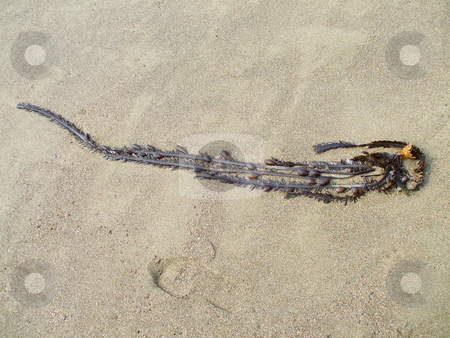 To use this stock image in your creative project, please select the size you need over to the right and click the "Add to Cart" button.
Your downloaded image will come with the Cutcaster watermark removed so don’t worry about the watermark you see on this page. Sea Kelp stock photo, by Michael Felix