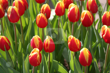 To use this stock image in your creative project, please select the size you need over to the right and click the "Add to Cart" button.
Your downloaded image will come with the Cutcaster watermark removed so don’t worry about the watermark you see on this page. Field op tulips stock photo, Field of blooming tulips on a spring day in the netherlands by Gea Strucks