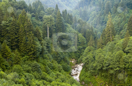 To use this stock image in your creative project, please select the size you need over to the right and click the "Add to Cart" button.
Your downloaded image will come with the Cutcaster watermark removed so don’t worry about the watermark you see on this page. Forest stock photo, The forest in the Kachkar park in east Turkey by Kobby Dagan