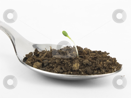 To use this stock image in your creative project, please select the size you need over to the right and click the "Add to Cart" button.
Your downloaded image will come with the Cutcaster watermark removed so don’t worry about the watermark you see on this page. Seedling start in spoon stock photo, Seedling start in spoon of soil on white background by John Teeter