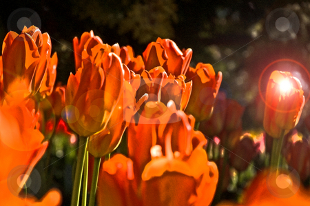 To use this stock image in your creative project, please select the size you need over to the right and click the "Add to Cart" button.
Your downloaded image will come with the Cutcaster watermark removed so don’t worry about the watermark you see on this page. Abstract Orange Tulips stock photo, This is an abstract dramatic photo of brightly colored orange tulips with a sort of grunge look and extreme lighting. by Valerie Garner