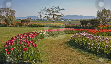 To use this stock image in your creative project, please select the size you need over to the right and click the "Add to Cart" button.
Your downloaded image will come with the Cutcaster watermark removed so don’t worry about the watermark you see on this page. Curved Rows of Tulips stock photo, This beautiful springtime garden is stunning with its curved rows of mixed colored tulips. Trees in the background and beautiful blue sky and mountains complete this gorgeous landscape. by Valerie Garner