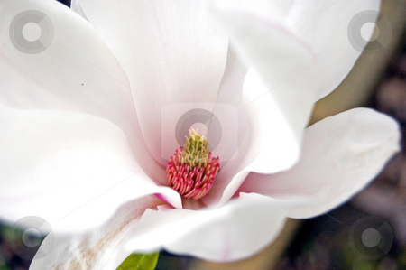 To use this stock image in your creative project, please select the size you need over to the right and click the "Add to Cart" button.
Your downloaded image will come with the Cutcaster watermark removed so don’t worry about the watermark you see on this page. Macro of a Magnolia Blossom stock photo, This is a beautiful macro shot of a magnolia blossom in full bloom. White with hints of pale pink. by Valerie Garner