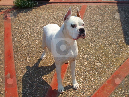 To use this stock image in your creative project, please select the size you need over to the right and click the "Add to Cart" button.
Your downloaded image will come with the Cutcaster watermark removed so don’t worry about the watermark you see on this page. White Boxer Dog stock photo, by Michael Felix