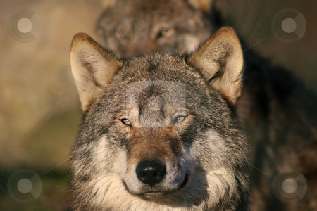 To use this stock image in your creative project, please select the size you need over to the right and click the "Add to Cart" button.
Your downloaded image will come with the Cutcaster watermark removed so don’t worry about the watermark you see on this page. European wolf stock photo, Close up of an european gray wolf by Gea Strucks