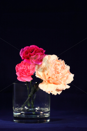 To use this stock image in your creative project, please select the size you need over to the right and click the "Add to Cart" button.
Your downloaded image will come with the Cutcaster watermark removed so don’t worry about the watermark you see on this page. Carnation 2 stock photo, by Tomo Photography