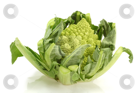 To use this stock image in your creative project, please select the size you need over to the right and click the "Add to Cart" button.
Your downloaded image will come with the Cutcaster watermark removed so don’t worry about the watermark you see on this page. Romanesco_11 stock photo, Romanesco cabbage on bright background by Birgit Reitz-Hofmann