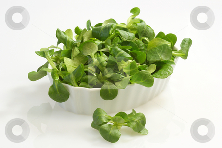 To use this stock image in your creative project, please select the size you need over to the right and click the "Add to Cart" button.
Your downloaded image will come with the Cutcaster watermark removed so don’t worry about the watermark you see on this page. Field salad stock photo, Field salad in a bowl on white background by Birgit Reitz-Hofmann