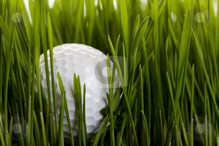 To use this stock image in your creative project, please select the size you need over to the right and click the "Add to Cart" button.
Your downloaded image will come with the Cutcaster watermark removed so don’t worry about the watermark you see on this page. Out of bounds stock photo, A golf ball sitting in the long grass by Steve Mcsweeny