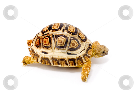 To use this stock image in your creative project, please select the size you need over to the right and click the "Add to Cart" button.
Your downloaded image will come with the Cutcaster watermark removed so don’t worry about the watermark you see on this page. Geochelone Pardalis stock photo, A young tortoise (Geochelone Pardalis) close up - on the white background by Petr Koudelka