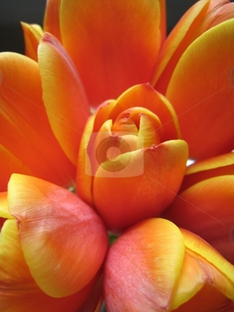 To use this stock image in your creative project, please select the size you need over to the right and click the "Add to Cart" button.
Your downloaded image will come with the Cutcaster watermark removed so don’t worry about the watermark you see on this page. Tulips stock photo, by David Allen