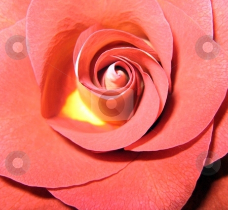 To use this stock image in your creative project, please select the size you need over to the right and click the "Add to Cart" button.
Your downloaded image will come with the Cutcaster watermark removed so don’t worry about the watermark you see on this page. Rose stock photo, by David Allen