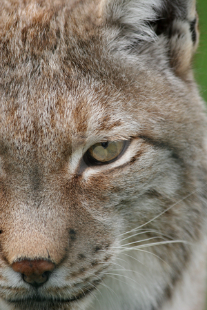 To use this stock image in your creative project, please select the size you need over to the right and click the "Add to Cart" button.
Your downloaded image will come with the Cutcaster watermark removed so don’t worry about the watermark you see on this page. Lynx eye stock photo, Close up of a lynx yes by Gea Strucks