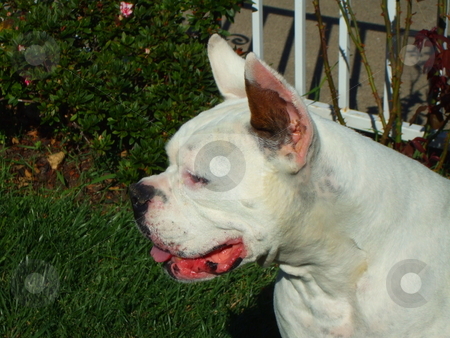 To use this stock image in your creative project, please select the size you need over to the right and click the "Add to Cart" button.
Your downloaded image will come with the Cutcaster watermark removed so don’t worry about the watermark you see on this page. White Boxer Dog stock photo, by Michael Felix