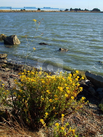 To use this stock image in your creative project, please select the size you need over to the right and click the "Add to Cart" button.
Your downloaded image will come with the Cutcaster watermark removed so don’t worry about the watermark you see on this page. Yellow Coastal Wildflowers stock photo, by Michael Felix