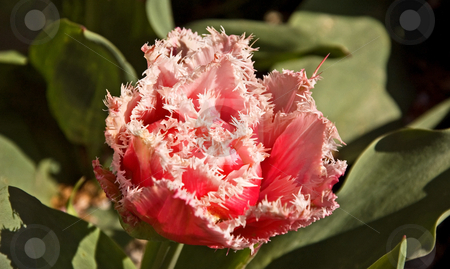 To use this stock image in your creative project, please select the size you need over to the right and click the "Add to Cart" button.
Your downloaded image will come with the Cutcaster watermark removed so don’t worry about the watermark you see on this page. Fringed Pink and White Tulip stock photo, Closeup of a pink tulip fringed with white ragged edges for a beautiful and unusual tulip. by Valerie Garner