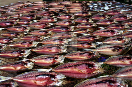 To use this stock image in your creative project, please select the size you need over to the right and click the "Add to Cart" button.
Your downloaded image will come with the Cutcaster watermark removed so don’t worry about the watermark you see on this page. Dried Fish stock photo, Fish being sun dried on a net by Martin Darley