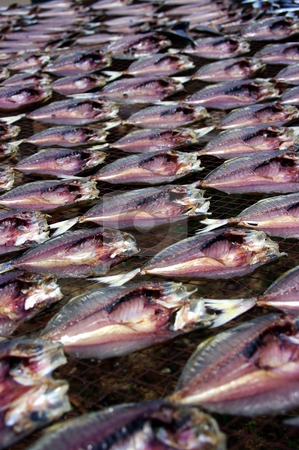 To use this stock image in your creative project, please select the size you need over to the right and click the "Add to Cart" button.
Your downloaded image will come with the Cutcaster watermark removed so don’t worry about the watermark you see on this page. Dried Fish stock photo, Fish being sun dried on a net by Martin Darley