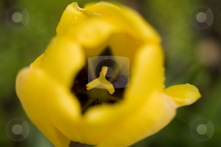To use this stock image in your creative project, please select the size you need over to the right and click the "Add to Cart" button.
Your downloaded image will come with the Cutcaster watermark removed so don’t worry about the watermark you see on this page. Yellow tulip stock photo, Crazy close up of a yellow tulip in the wind and rain by Jonathan Hull