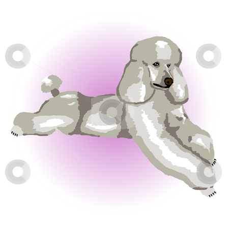To use this stock image in your creative project, please select the size you need over to the right and click the "Add to Cart" button.
Your downloaded image will come with the Cutcaster watermark removed so don’t worry about the watermark you see on this page. Silver Poodle Lying Down stock photo, A silver poodle relaxing lying down with a purple color spot in the background - a raster illustration. by Karen Carter