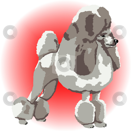 To use this stock image in your creative project, please select the size you need over to the right and click the "Add to Cart" button.
Your downloaded image will come with the Cutcaster watermark removed so don’t worry about the watermark you see on this page. Silver Poodle at Point stock photo, A silver poodle standing on point with a red color spot in the background - a raster illustration. by Karen Carter