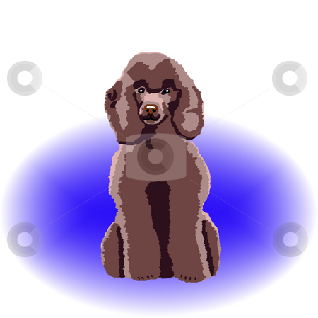 To use this stock image in your creative project, please select the size you need over to the right and click the "Add to Cart" button.
Your downloaded image will come with the Cutcaster watermark removed so don’t worry about the watermark you see on this page. Chocolate Poodle Sitting stock photo, A brown poodle sitting down with a blue color spot in the background - a raster illustration. by Karen Carter