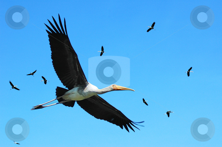 To use this stock image in your creative project, please select the size you need over to the right and click the "Add to Cart" button.
Your downloaded image will come with the Cutcaster watermark removed so don’t worry about the watermark you see on this page. Birds stock photo, by Norazshahir Razali