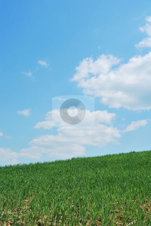 To use this stock image in your creative project, please select the size you need over to the right and click the "Add to Cart" button.
Your downloaded image will come with the Cutcaster watermark removed so don’t worry about the watermark you see on this page. Sky And Grass stock photo, Background of blue sky and green grass by Tudor Antonel adrian