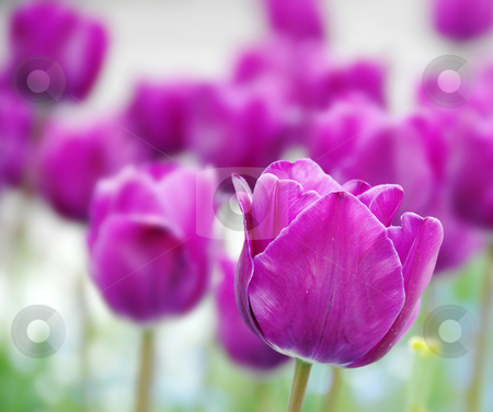 To use this stock image in your creative project, please select the size you need over to the right and click the "Add to Cart" button.
Your downloaded image will come with the Cutcaster watermark removed so don’t worry about the watermark you see on this page. Purple tulips background stock photo, Purple tulips natural floral backgrounds outdoor by Julija Sapic