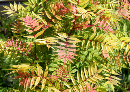 To use this stock image in your creative project, please select the size you need over to the right and click the "Add to Cart" button.
Your downloaded image will come with the Cutcaster watermark removed so don’t worry about the watermark you see on this page. Abstract botanical background stock photo, Abstract botanical red and green leaves background by Julija Sapic