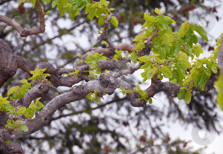 To use this stock image in your creative project, please select the size you need over to the right and click the "Add to Cart" button.
Your downloaded image will come with the Cutcaster watermark removed so don’t worry about the watermark you see on this page. Tree branch stock photo, Curve tree branch green leaves natural floral background by Julija Sapic