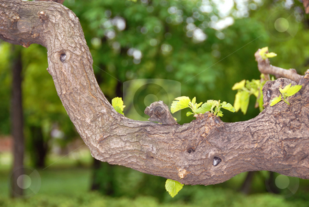 To use this stock image in your creative project, please select the size you need over to the right and click the "Add to Cart" button.
Your downloaded image will come with the Cutcaster watermark removed so don’t worry about the watermark you see on this page. Tree branch stock photo, Curve tree branch green leaves natural floral background by Julija Sapic