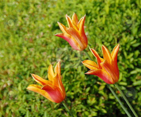To use this stock image in your creative project, please select the size you need over to the right and click the "Add to Cart" button.
Your downloaded image will come with the Cutcaster watermark removed so don’t worry about the watermark you see on this page. Three orange tulips stock photo, Three red and yellow tulips natural backgrounds by Julija Sapic
