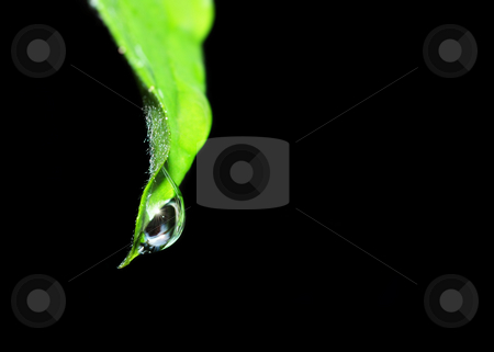 To use this stock image in your creative project, please select the size you need over to the right and click the "Add to Cart" button.
Your downloaded image will come with the Cutcaster watermark removed so don’t worry about the watermark you see on this page. Water drop stock photo, Water drop with sparkle of the leaf taken using shallow depth of field. by Ivan Paunovic