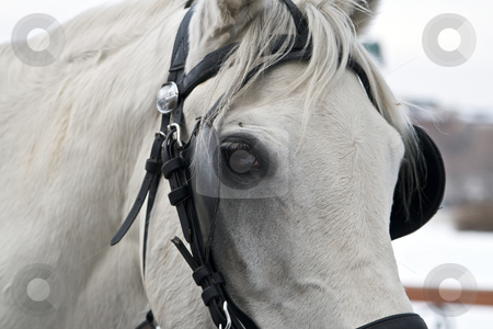 To use this stock image in your creative project, please select the size you need over to the right and click the "Add to Cart" button.
Your downloaded image will come with the Cutcaster watermark removed so don’t worry about the watermark you see on this page. Horse at me 2 stock photo, Horse at me 2 by Creative Shield