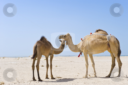 To use this stock image in your creative project, please select the size you need over to the right and click the "Add to Cart" button.
Your downloaded image will come with the Cutcaster watermark removed so don’t worry about the watermark you see on this page. Mother and baby camels stock photo, A mother and baby camel standing in the desert. by Nicolaas Traut