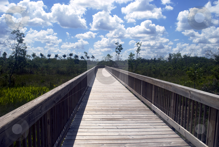 To use this stock image in your creative project, please select the size you need over to the right and click the "Add to Cart" button.
Your downloaded image will come with the Cutcaster watermark removed so don’t worry about the watermark you see on this page. Nature Board Walk stock photo, A Nature Board Walk in the Florida Everglades Preserve by Robert Cabrera