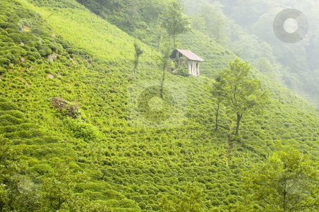 To use this stock image in your creative project, please select the size you need over to the right and click the "Add to Cart" button.
Your downloaded image will come with the Cutcaster watermark removed so don’t worry about the watermark you see on this page. Tea Plants stock photo, Tea plants on the hills of east Turkey by Kobby Dagan