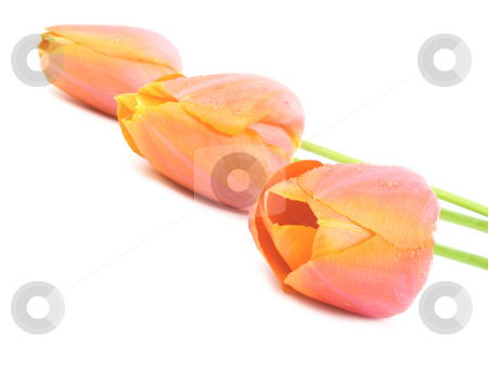 To use this stock image in your creative project, please select the size you need over to the right and click the "Add to Cart" button.
Your downloaded image will come with the Cutcaster watermark removed so don’t worry about the watermark you see on this page. Peach Sorbet Spring Tulip stock photo, Peach Sorbet Spring Tulip on a white background by John Teeter