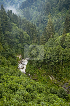To use this stock image in your creative project, please select the size you need over to the right and click the "Add to Cart" button.
Your downloaded image will come with the Cutcaster watermark removed so don’t worry about the watermark you see on this page. Forest stock photo, The forest in the Kachkar park in east Turkey by Kobby Dagan
